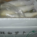 Fresh White Radish with Box Packing